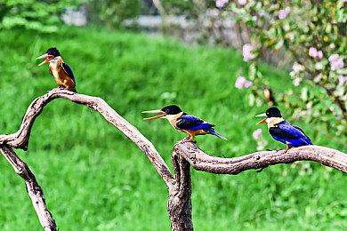 《索尼克：起源》不会包含《索尼克3》原版音乐